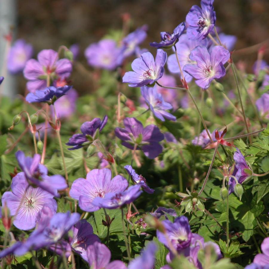 Geranium 'Rozanne' - Crane's Bill from Babikow Wholesale Nursery