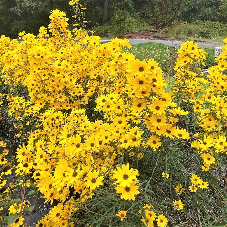 Helianthus sal. 'First Light' - Willowleaf Sunflower from Babikow Wholesale Nursery