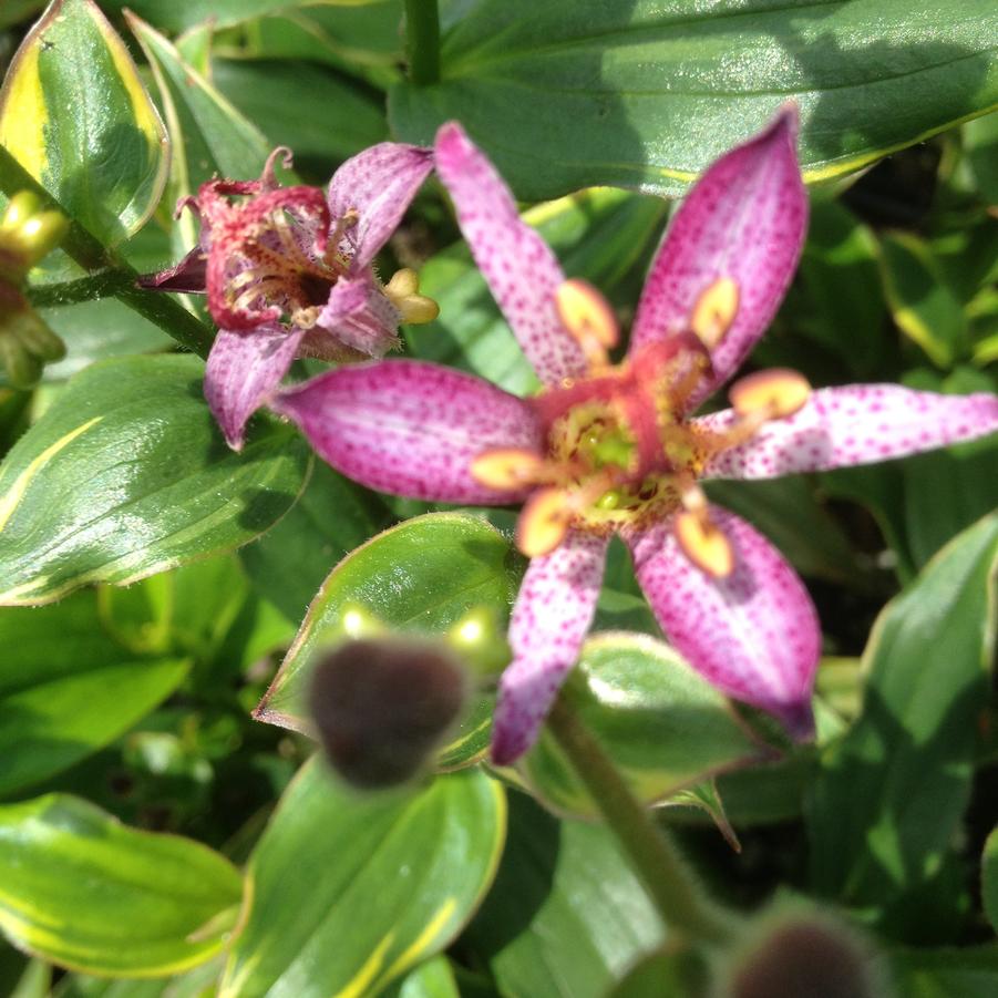 Tricyrtis hir. 'Samurai' - Toad Lily from Babikow Wholesale Nursery