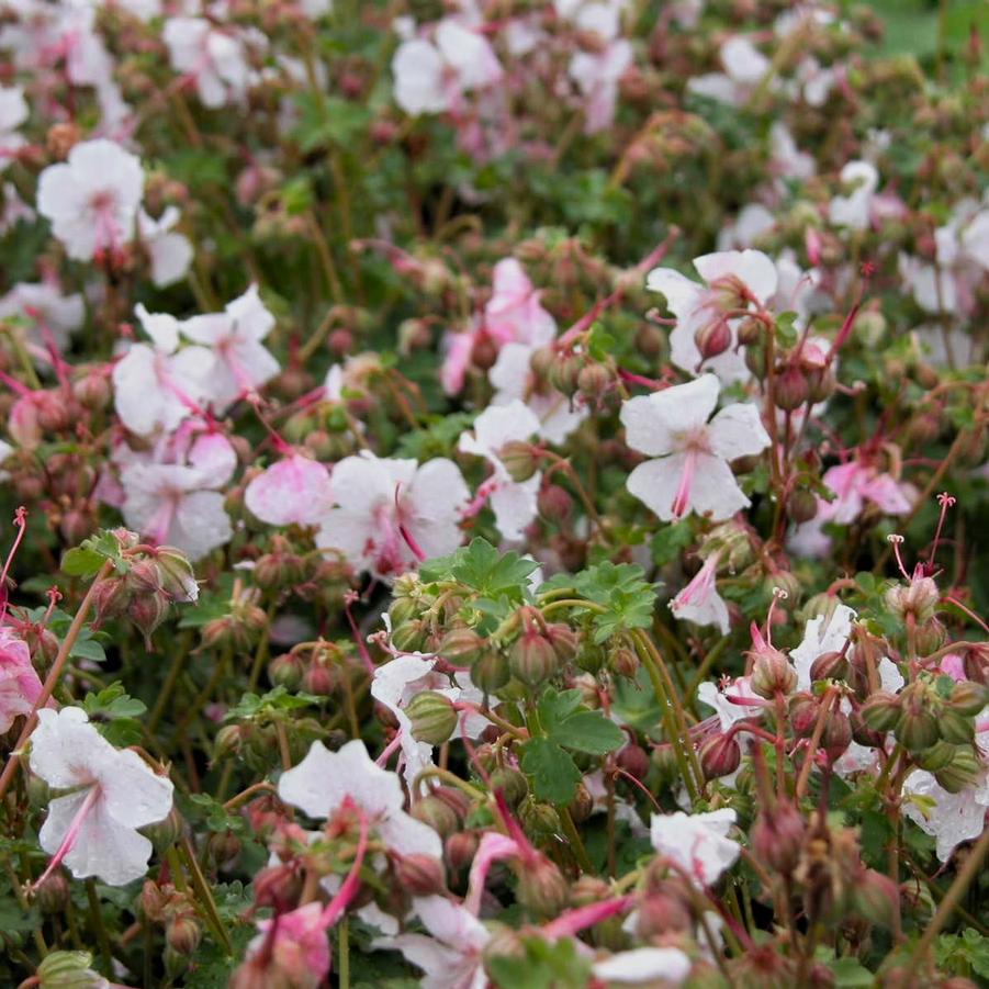 Geranium can. 'Biokovo' - Crane's Bill from Babikow Wholesale Nursery