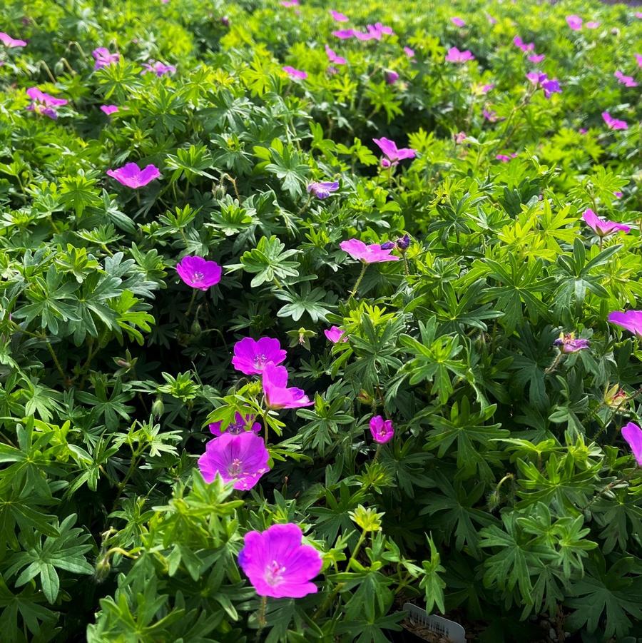 Geranium sanguineum - Bloody Crane's Bill from Babikow Wholesale Nursery