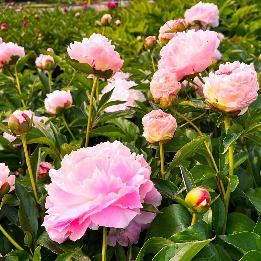 Paeonia 'Sarah Bernhardt' - Peony from Babikow Wholesale Nursery