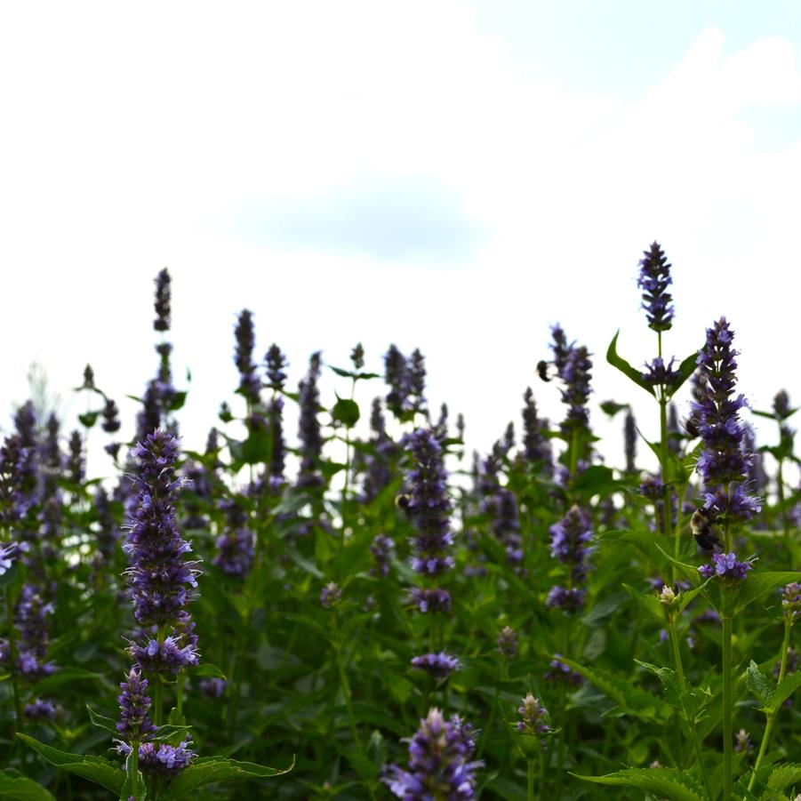 Agastache 'Black Adder' - Hyssop from Babikow Wholesale Nursery