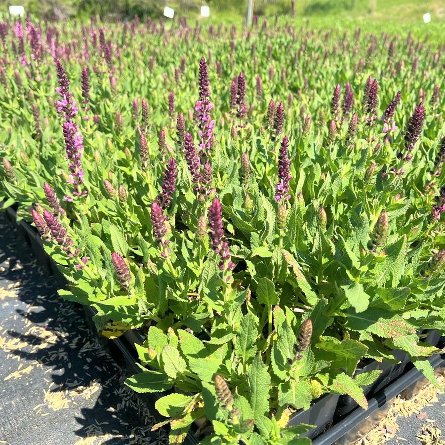 Salvia 'nem. Sensation Rose ®' - Meadow Sage from Babikow Wholesale Nursery