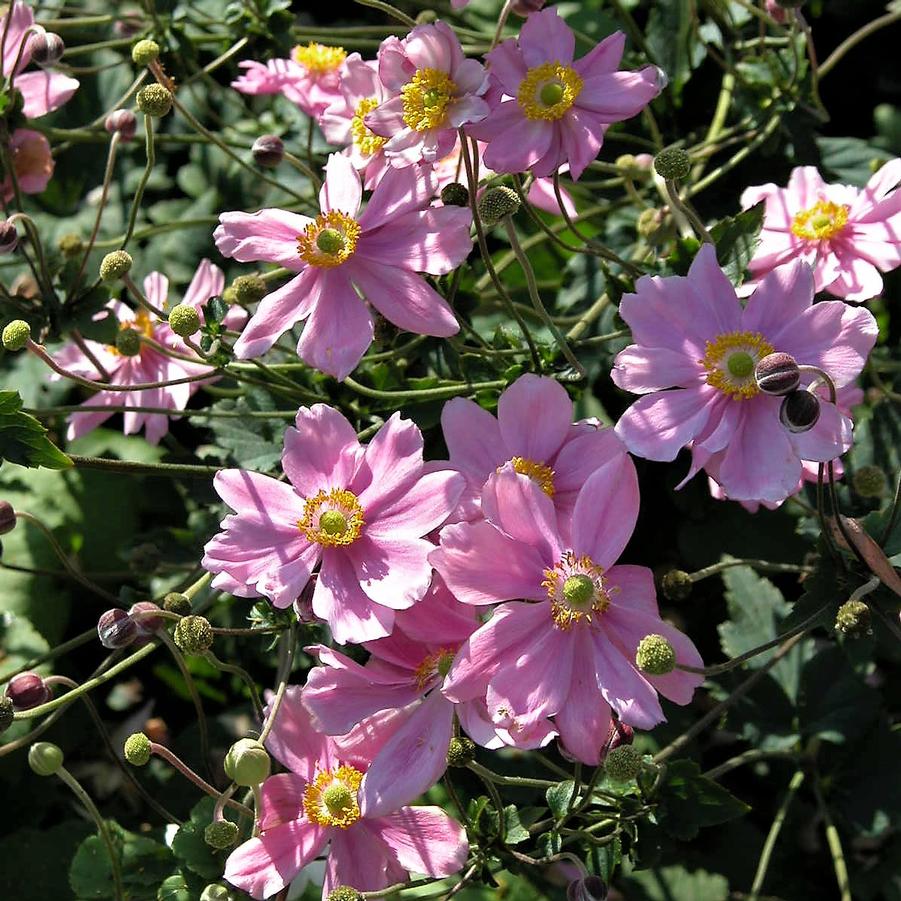 Anemone 'Serenade' - Windflower from Babikow Wholesale Nursery