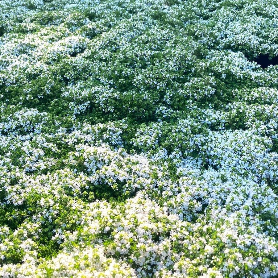 Thymus ser. 'Albus' - White Thyme from Babikow Wholesale Nursery