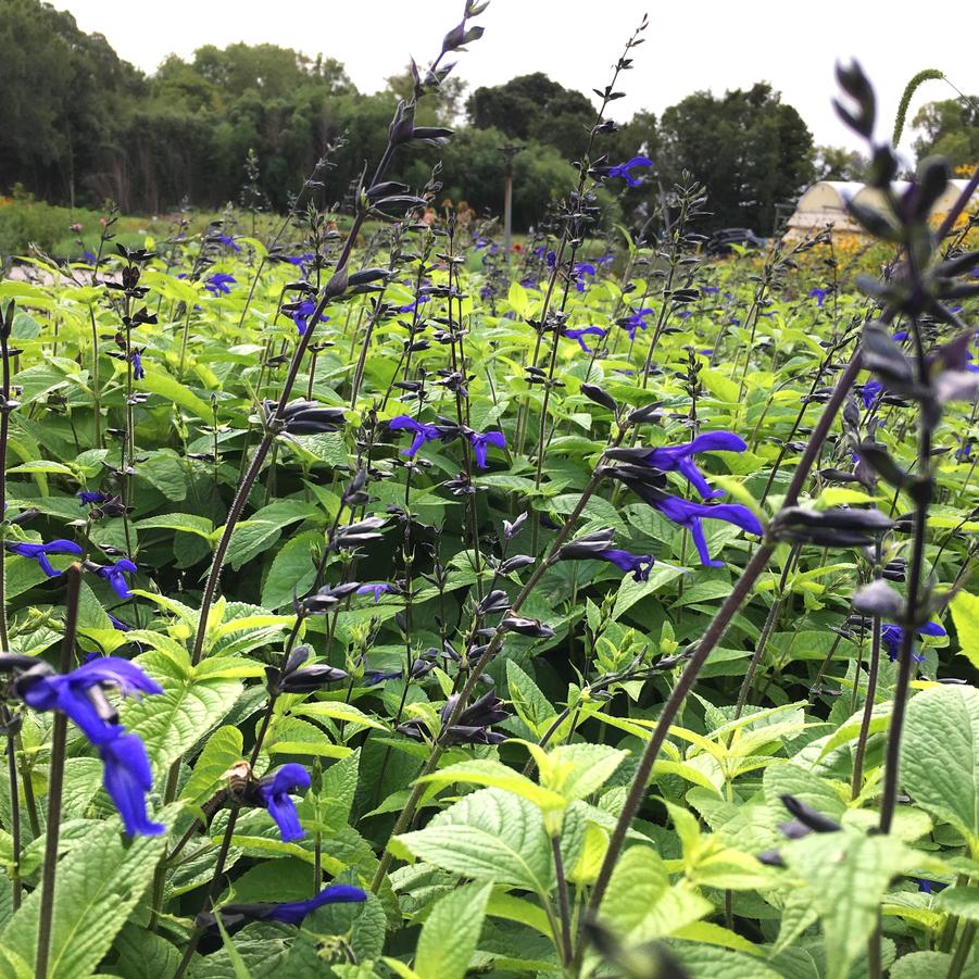 Salvia gua. 'Black and Blue' - Brazillian Blue Sage from Babikow Wholesale Nursery