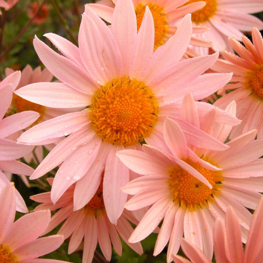 Dendranthema 'Sheffield Pink' - Chrysanthemum from Babikow Wholesale Nursery