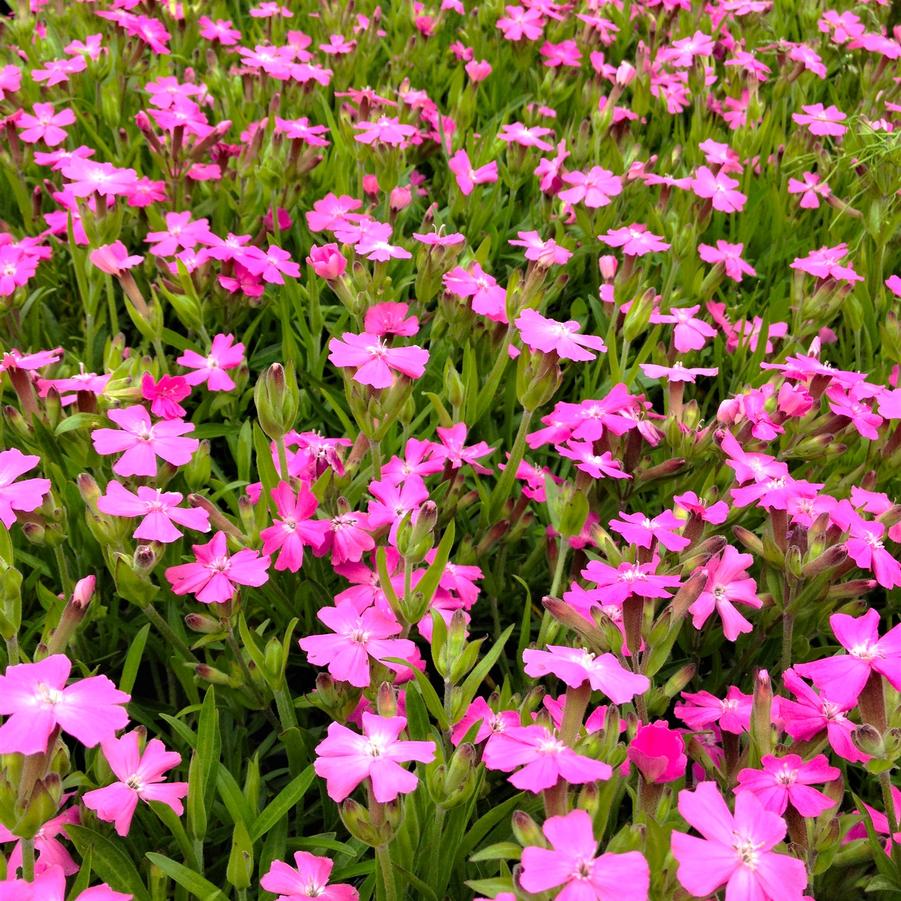 Silene car. 'Short & Sweet' - Fire Pink from Babikow Wholesale Nursery