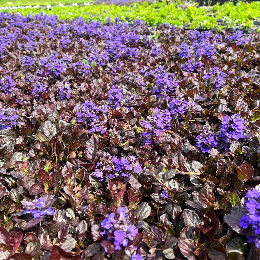 Ajuga 'Black Scallop' - Bugleweed from Babikow Wholesale Nursery