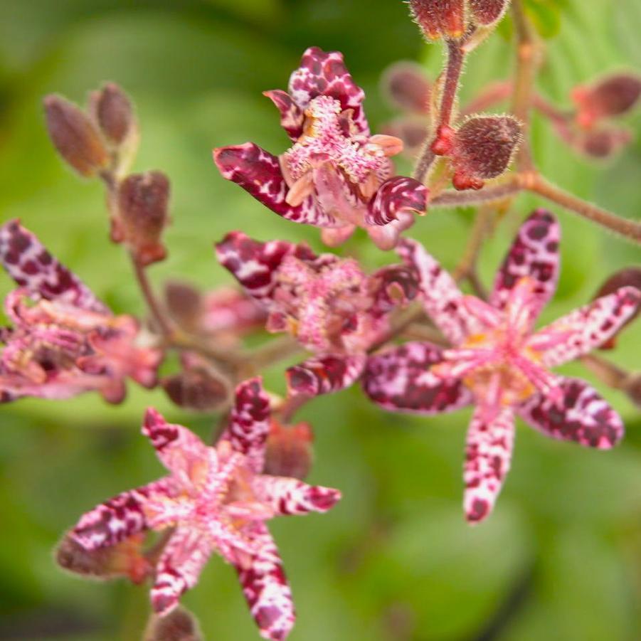 Tricyrtis hir. 'Sinonome' - Toad Lily from Babikow Wholesale Nursery