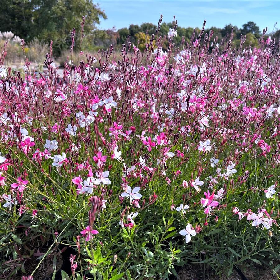 Gaura 'Siskiyou Pink' - Gaura from Babikow Wholesale Nursery