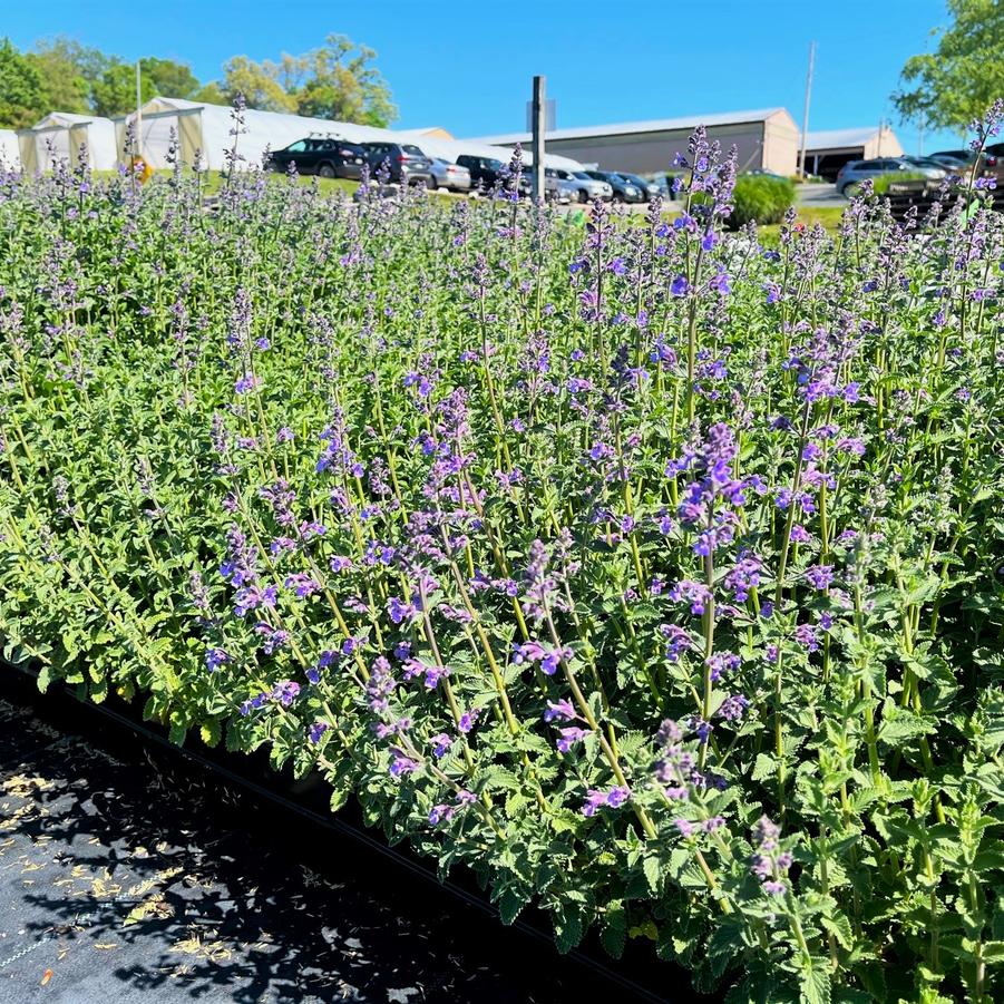 Nepeta faa. 'Six Hills Giant' - Catmint from Babikow Wholesale Nursery