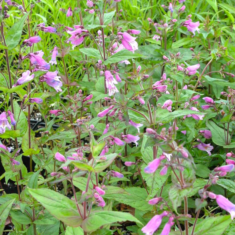 Penstemon smallii - Beard Tongue from Babikow Wholesale Nursery