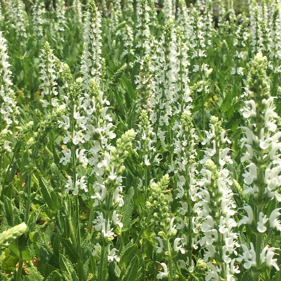 Salvia nem. 'Snow Hill' - Meadow Sage from Babikow Wholesale Nursery