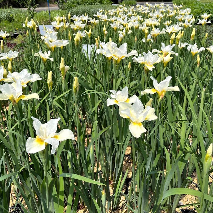 Iris sib. 'Snow Queen' - Siberian Iris from Babikow Wholesale Nursery