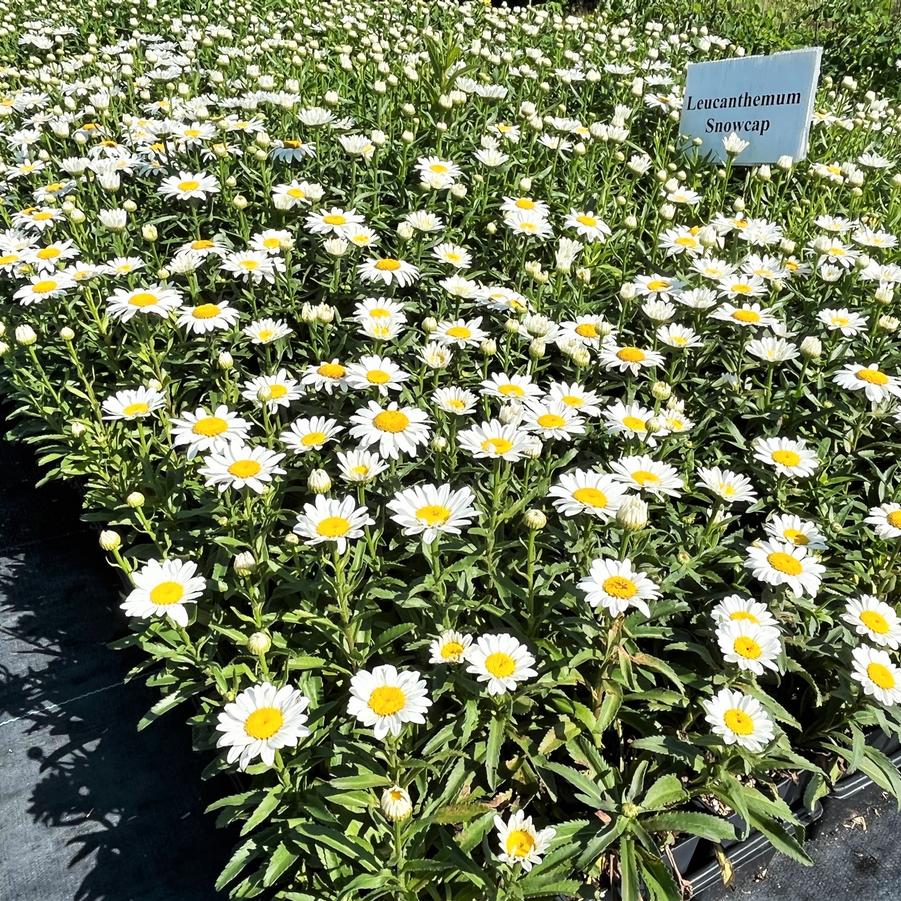 Leucanthemum sup. 'Snowcap' - Shasta Daisy from Babikow Wholesale Nursery