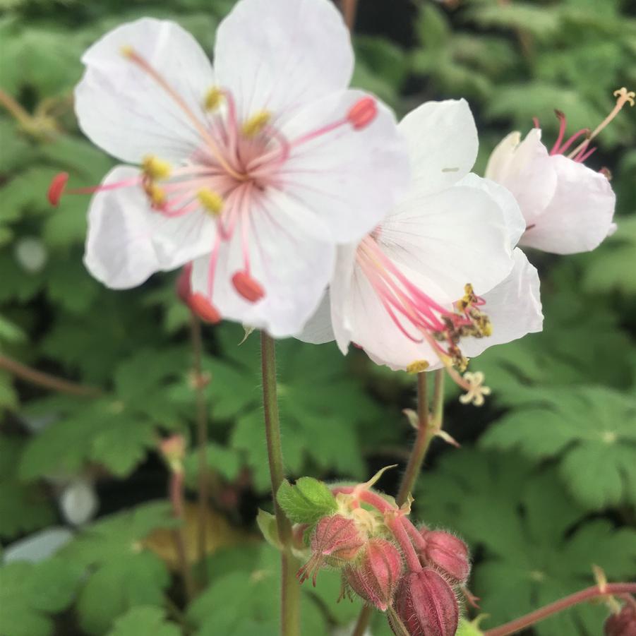 Geranium macr. 'Spessart' - Bigroot Geranium from Babikow Wholesale Nursery