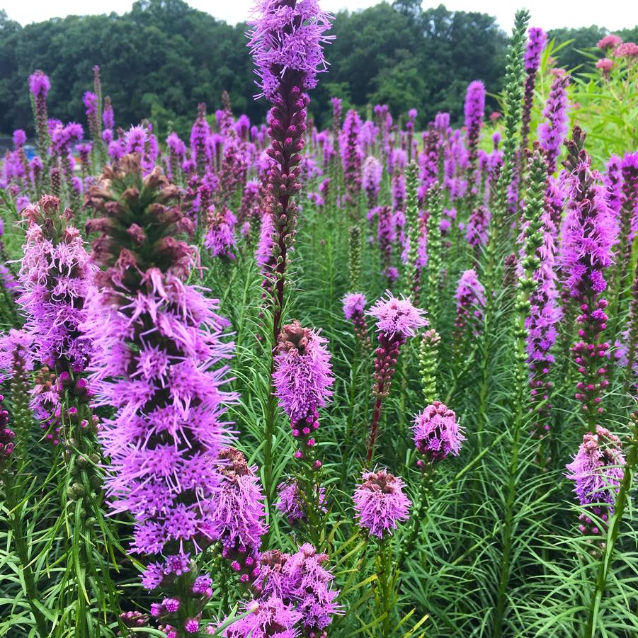 Liatris spicata - Gayfeather from Babikow Wholesale Nursery