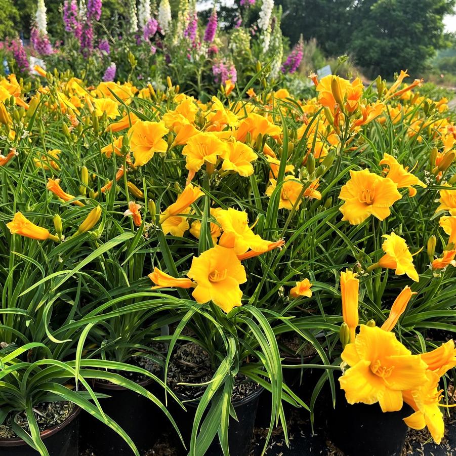 Hemerocallis 'Stella de Oro' - Daylily from Babikow Wholesale Nursery