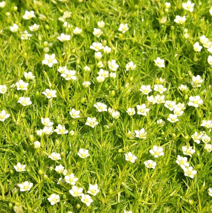 Sagina sub. 'Aurea' - Pearlwort from Babikow Wholesale Nursery