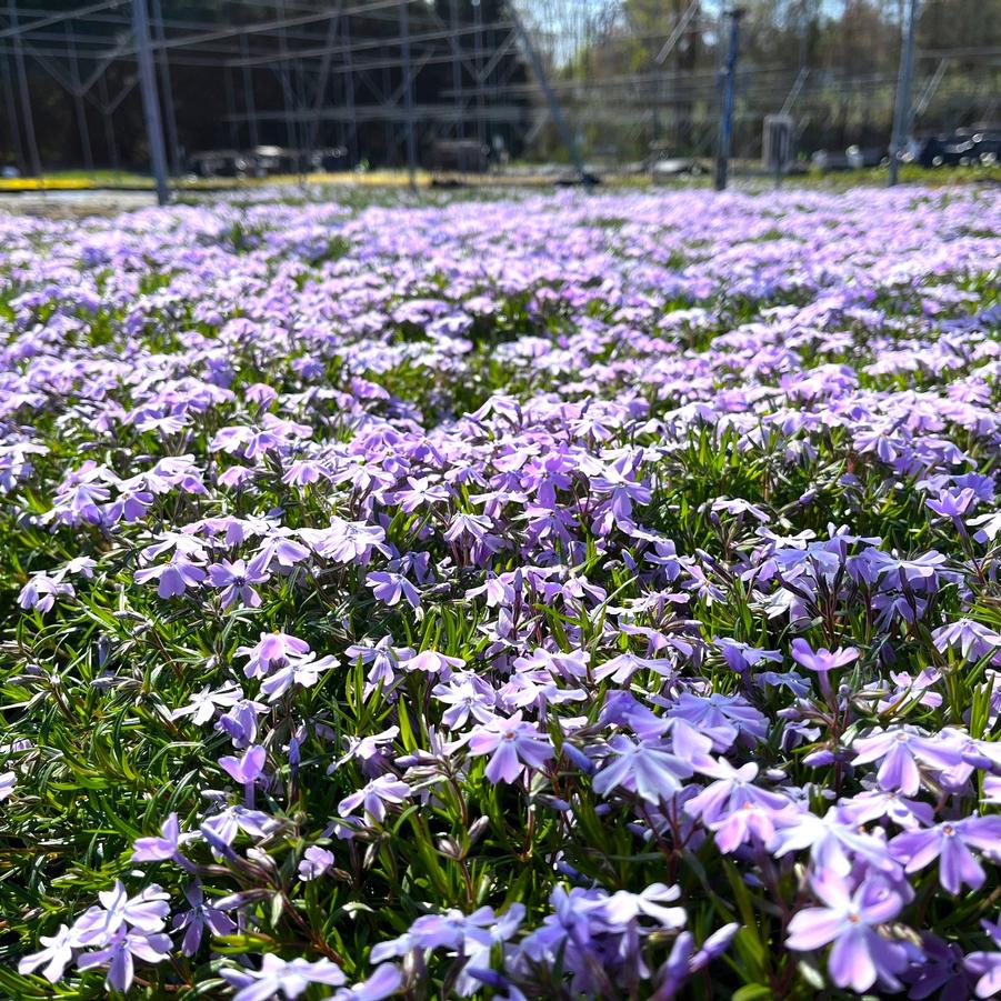 Phlox sub. 'Emerald Blue' - Moss Phlox from Babikow Wholesale Nursery