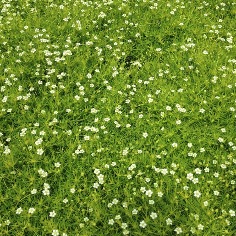 Sagina subulata - Pearlwort from Babikow Wholesale Nursery