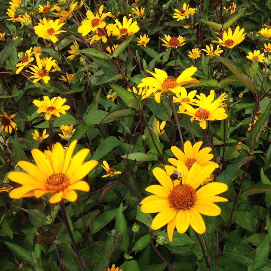 Heliopsis hel. 'Summer Nights' - False Sunflower from Babikow Wholesale Nursery