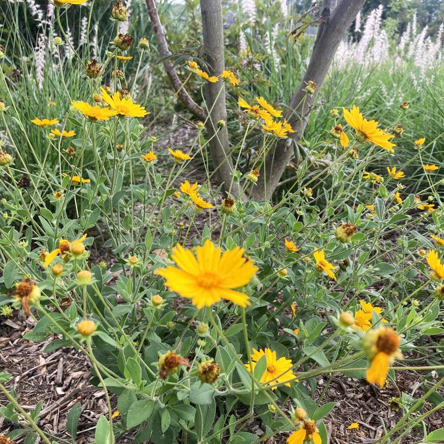 Coreopsis 'Sunshine Superman' - Tickseed from Babikow Wholesale Nursery