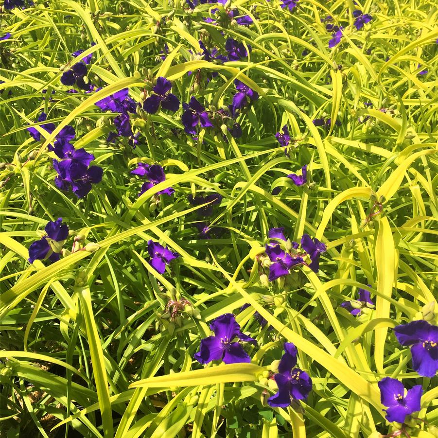 Tradescantia 'Sweet Kate' - Spiderwort from Babikow Wholesale Nursery