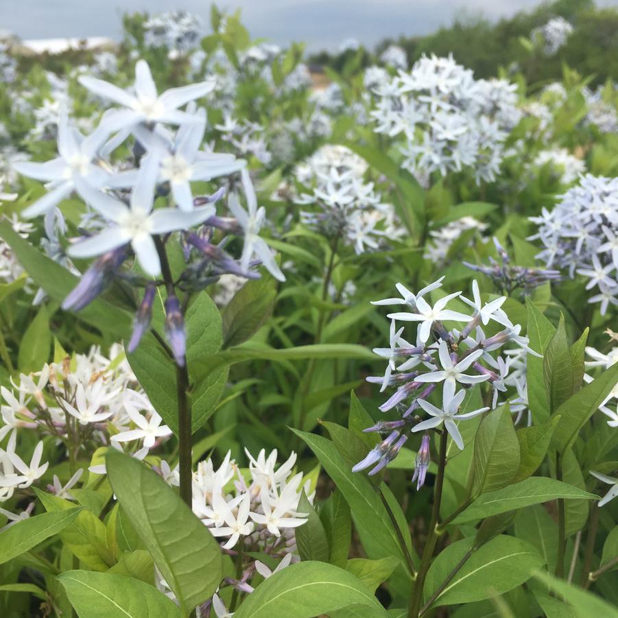 Amsonia tabernaemontana - Bluestar from Babikow Wholesale Nursery