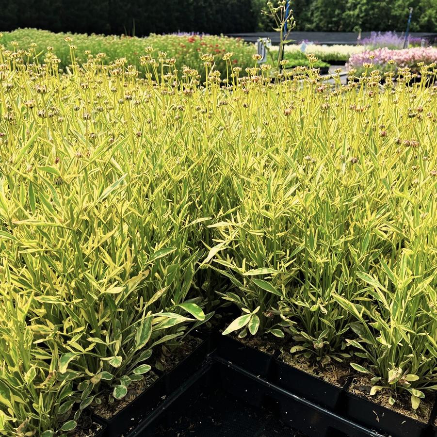 Coreopsis X 'Tequilla Sunrise' - Tickseed from Babikow Wholesale Nursery