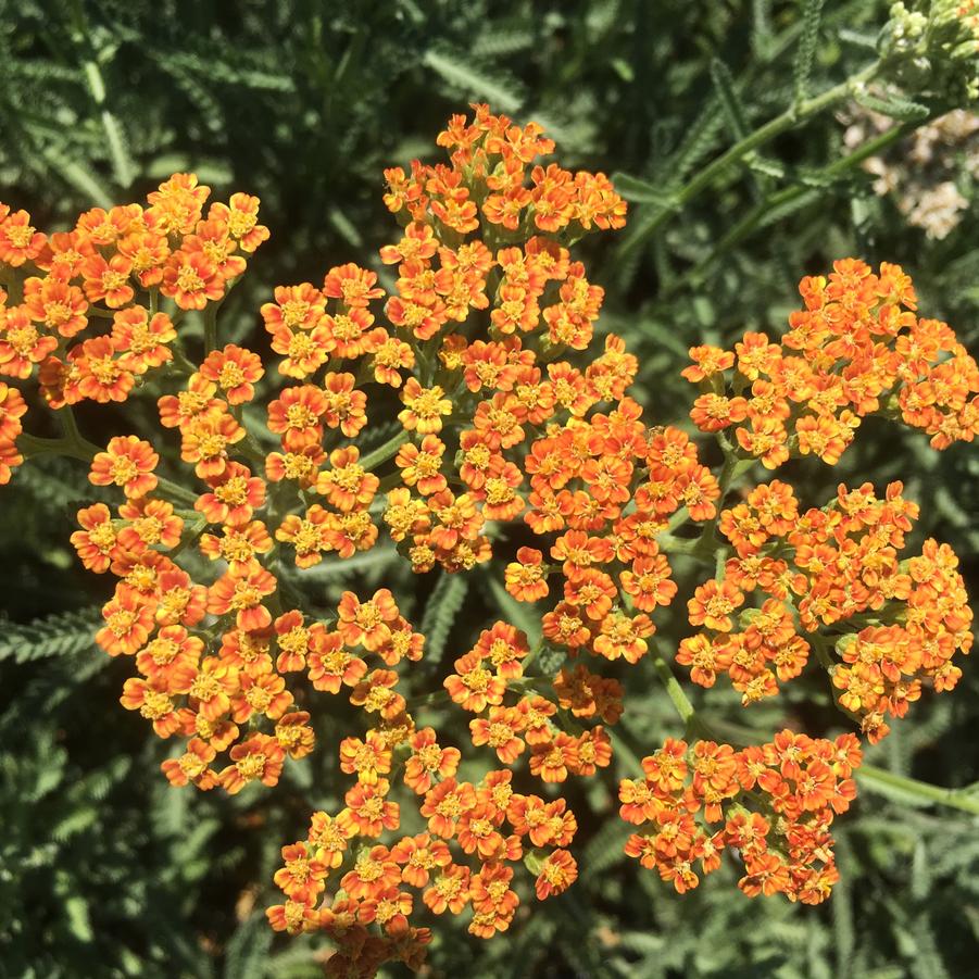 Achillea 'Terracotta' - Yarrow from Babikow Wholesale Nursery