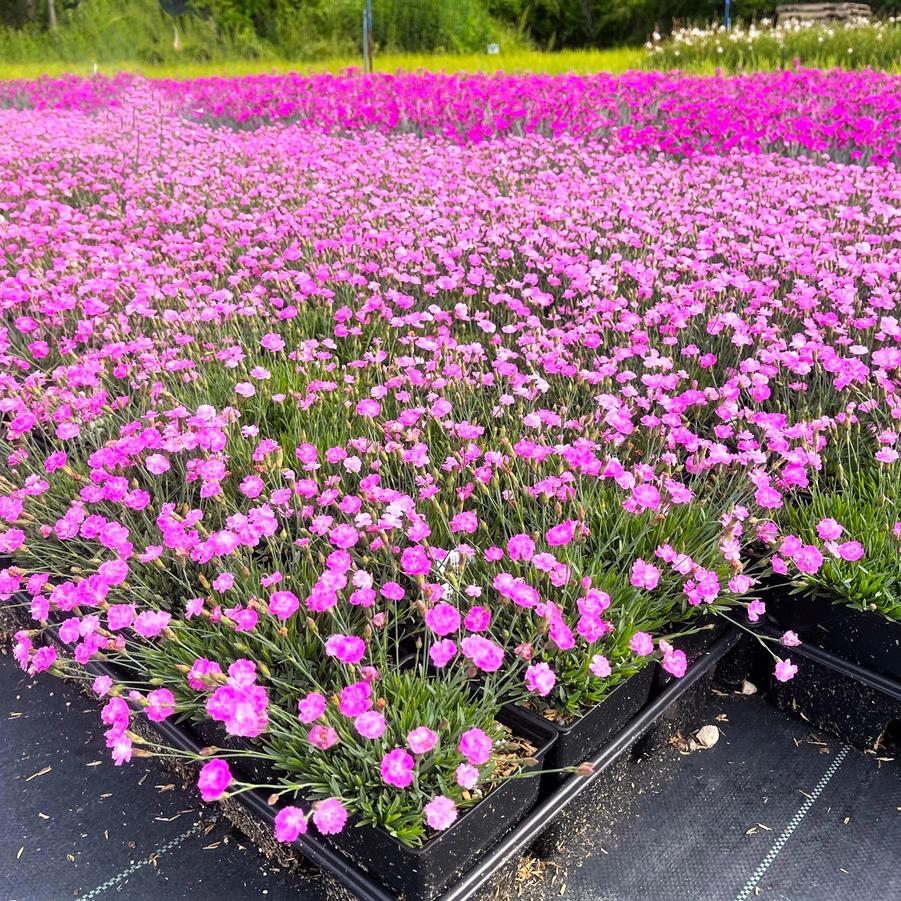 Dianthus 'Tiny Rubies' - Cheddar Pinks from Babikow