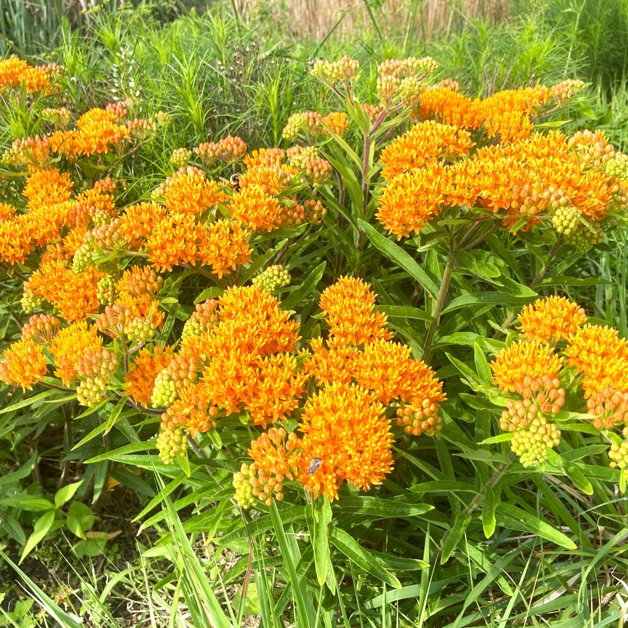 Asclepias tuberosa - Butterfly Milkweed from Babikow Wholesale Nursery