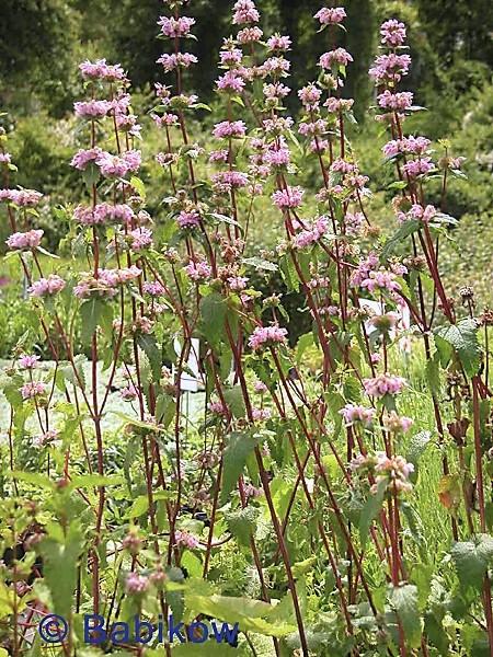 Phlomis tuberosa - Jerusalem Sage from Babikow Wholesale Nursery