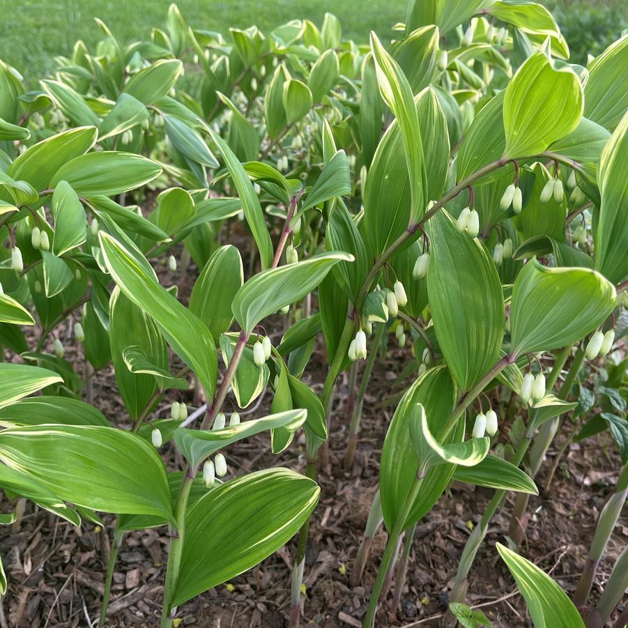 Polygonatum mul. 'Variegatum' - Variegared Solomon's Seal from Babikow Wholesale Nursery