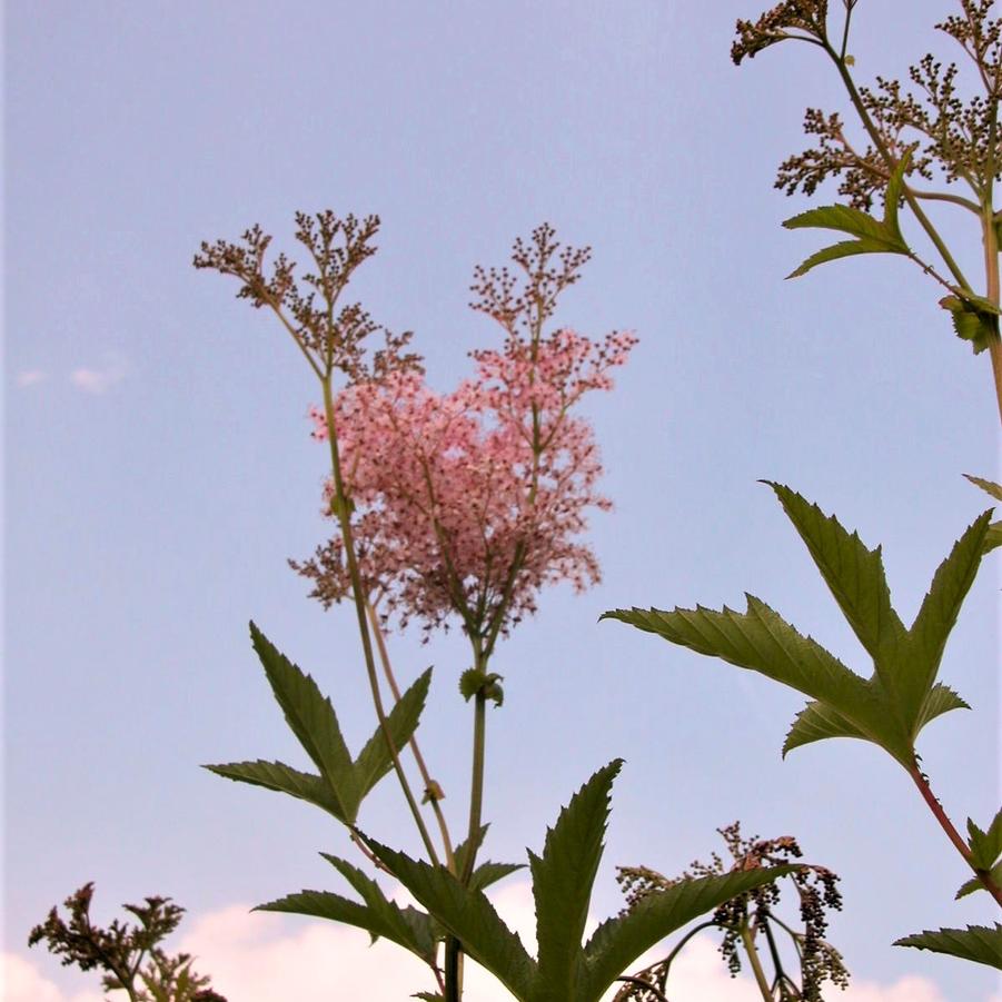 Filipendula pur. 'Venusta Magnifica' - Queen of the prairie from Babikow Wholesale Nursery