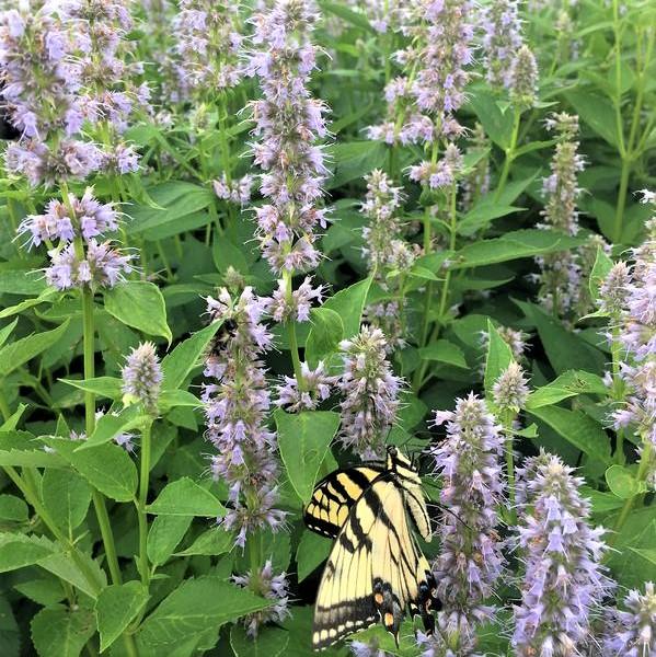 Agastache 'Blue Fortune' - Hyssop from Babikow Wholesale Nursery