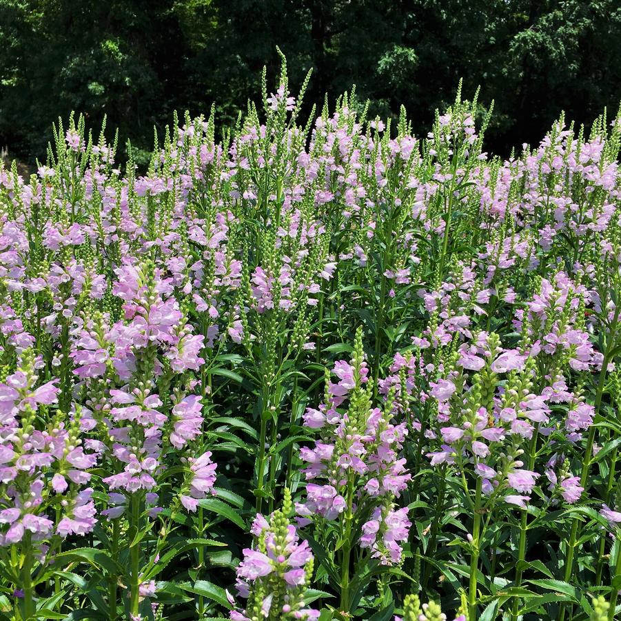 Physostegia virginiana - Obedient Plant from Babikow Wholesale Nursery