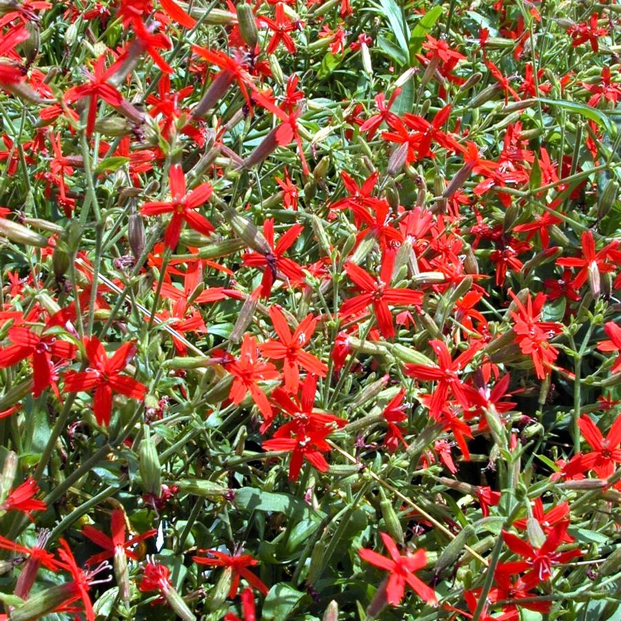 Silene virginica - Fire Pink from Babikow Wholesale Nursery