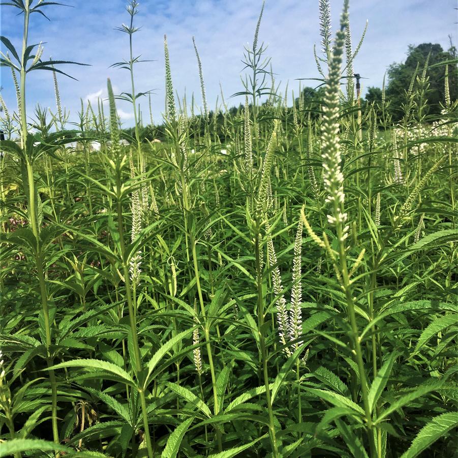 Veronicastrum virginicum - Culvers Root from Babikow