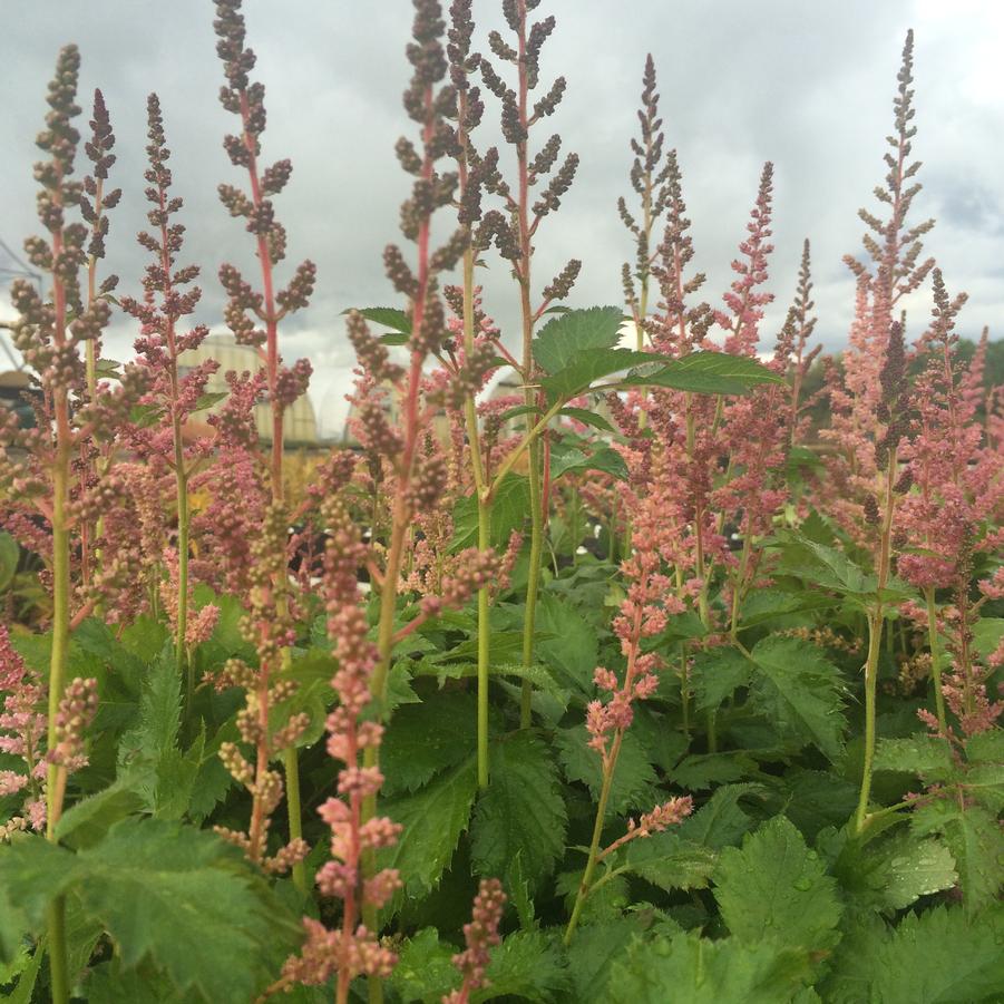 Astilbe chi. 'Vision in Pink' - False Spirea from Babikow Wholesale Nursery