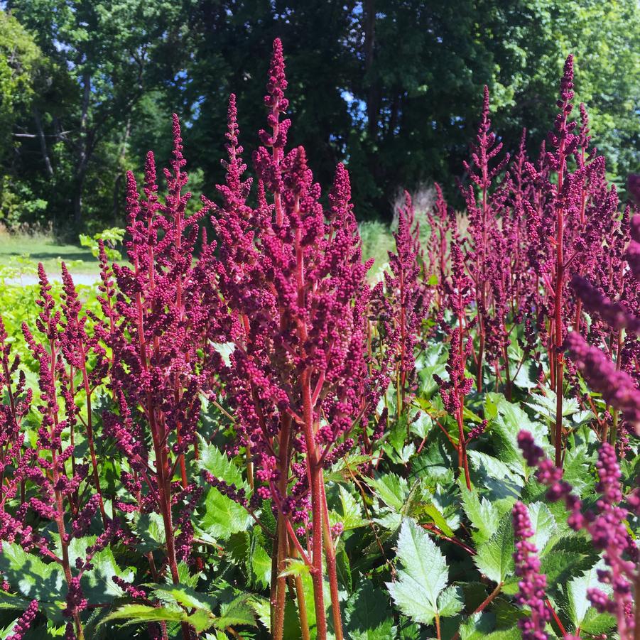 Astilbe chi. 'Vision in Red' - False Spirea from Babikow Wholesale Nursery