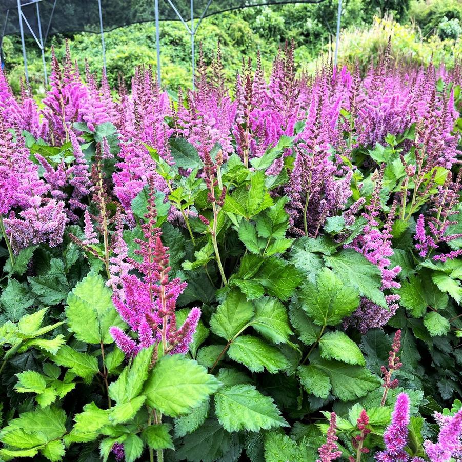 Astilbe chi. 'Visions' - False Spirea from Babikow Wholesale Nursery