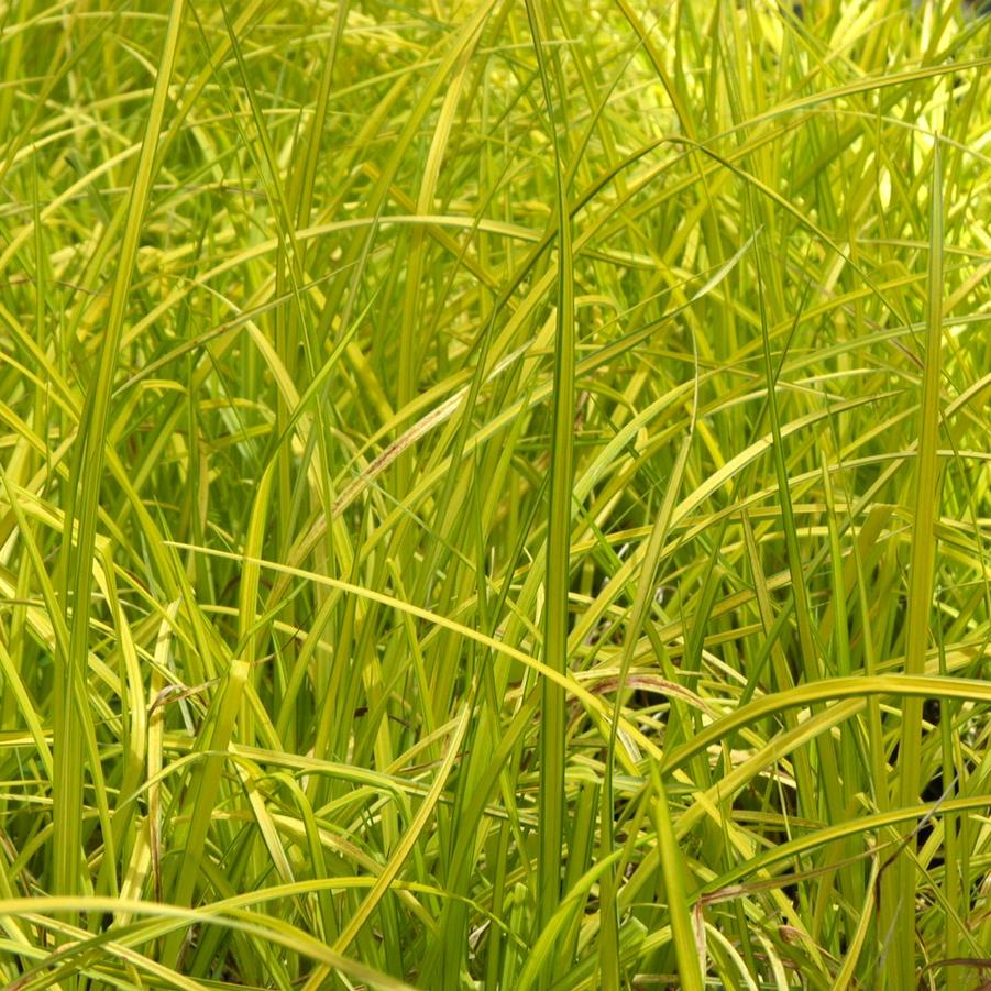 Carex elata 'Bowles Golden' - Bowles Golden Sedge from Babikow Wholesale Nursery