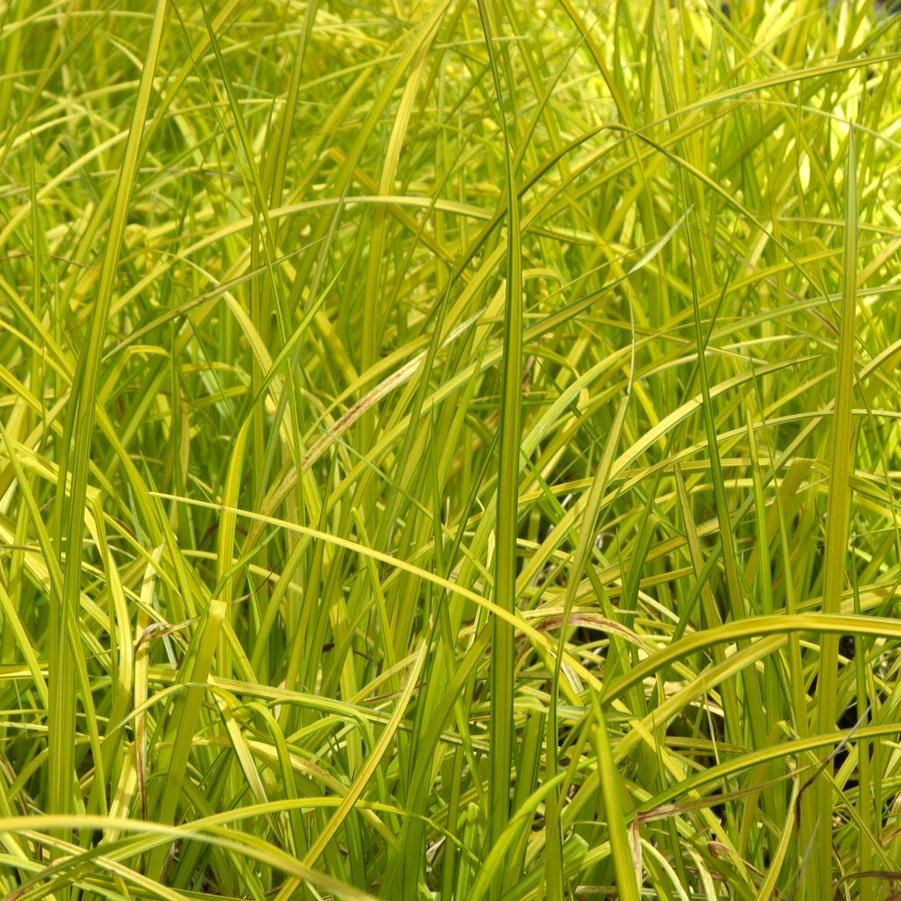 Carex elata 'Bowles Golden' - Bowles Golden Sedge from Babikow Wholesale Nursery