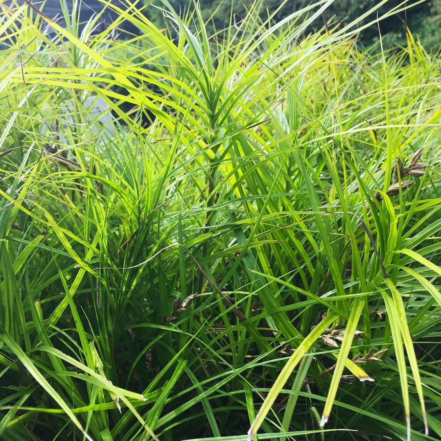 Carex muskingumensis - Palm Sedge from Babikow Wholesale Nursery