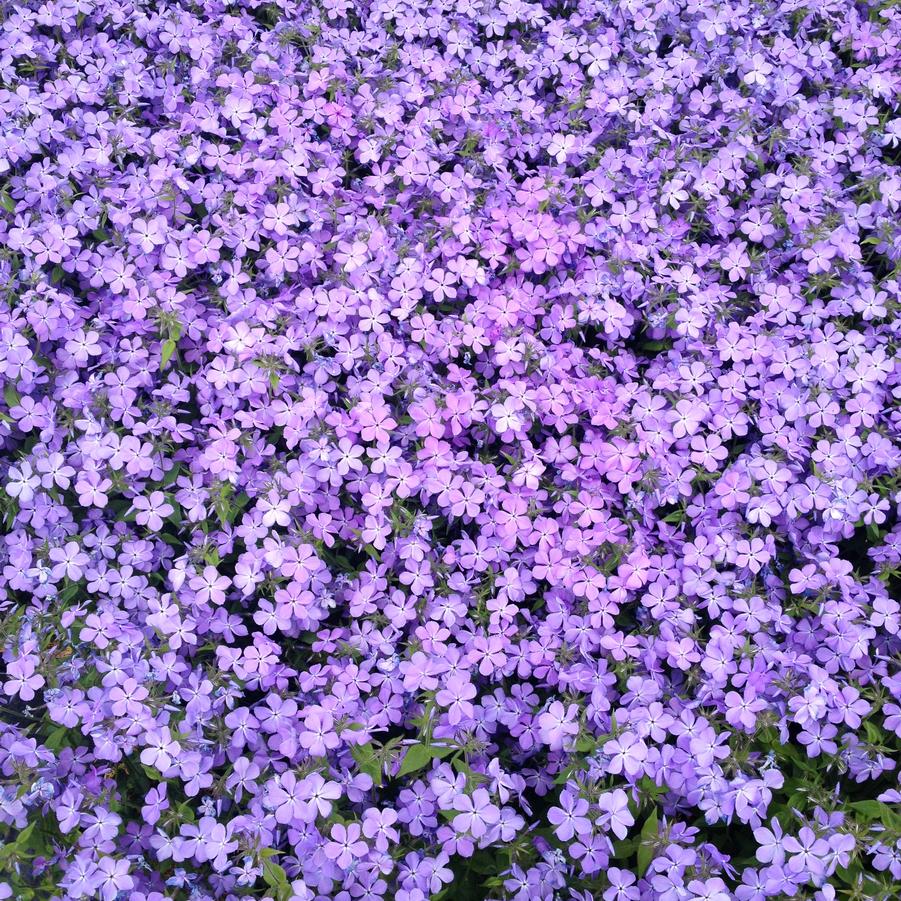 Phlox div. 'Blue Moon' - Woodland Phlox from Babikow Wholesale Nursery