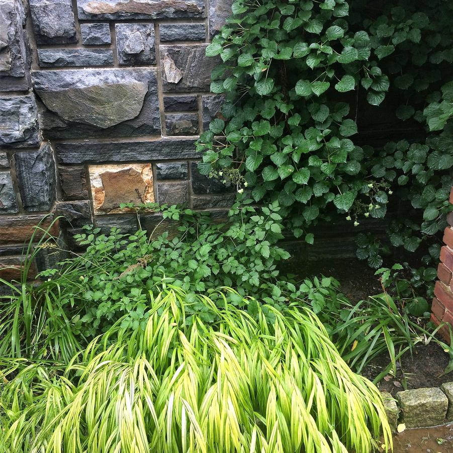 Hakonechloa 'Aureola' - Golden Japanese Forest Grass from Babikow Wholesale Nursery